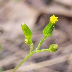 Senecio diaschides (Erect Groundsel) at Carwoola, NSW - 23 Sep 2023 by trevorpreston