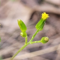 Senecio diaschides (Erect Groundsel) at Wanna Wanna Nature Reserve - 23 Sep 2023 by trevorpreston