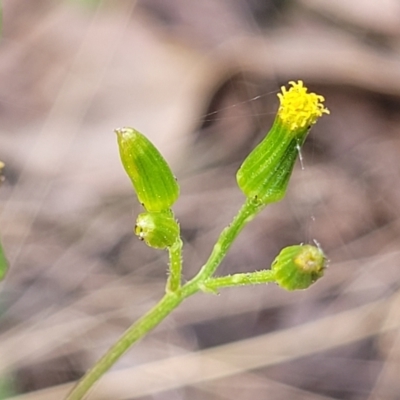 Senecio diaschides (Erect Groundsel) at Wanna Wanna Nature Reserve - 23 Sep 2023 by trevorpreston