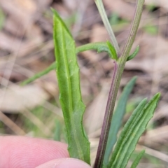 Senecio diaschides at Carwoola, NSW - 23 Sep 2023