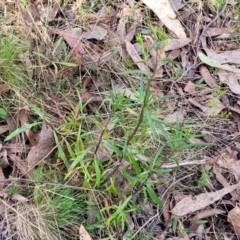 Senecio diaschides at Carwoola, NSW - 23 Sep 2023