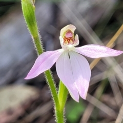 Caladenia carnea (Pink Fingers) at Carwoola, NSW - 23 Sep 2023 by trevorpreston