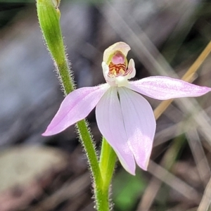 Caladenia carnea at Carwoola, NSW - 23 Sep 2023