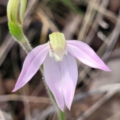 Caladenia carnea at Carwoola, NSW - 23 Sep 2023