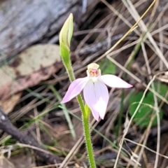 Caladenia carnea at Carwoola, NSW - suppressed