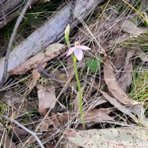 Caladenia carnea at Carwoola, NSW - 23 Sep 2023