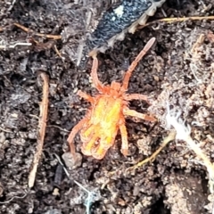 Trombidiidae (family) at QPRC LGA - 23 Sep 2023 by trevorpreston