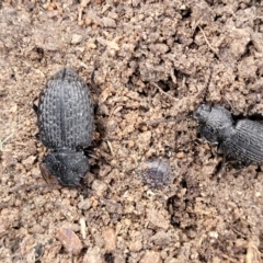 Seirotrana sp. (genus) (Darkling beetle) at Carwoola, NSW - 23 Sep 2023 by trevorpreston