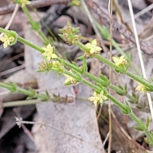 Galium gaudichaudii subsp. gaudichaudii at Carwoola, NSW - 23 Sep 2023