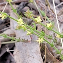 Galium gaudichaudii subsp. gaudichaudii (Rough Bedstraw) at Carwoola, NSW - 23 Sep 2023 by trevorpreston