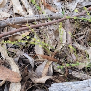 Galium gaudichaudii subsp. gaudichaudii at Carwoola, NSW - 23 Sep 2023