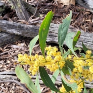 Acacia rubida at Carwoola, NSW - 23 Sep 2023 02:40 PM