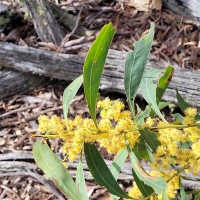 Acacia rubida (Red-stemmed Wattle, Red-leaved Wattle) at QPRC LGA - 23 Sep 2023 by trevorpreston