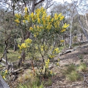 Acacia rubida at Carwoola, NSW - 23 Sep 2023