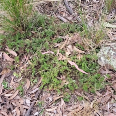 Acrotriche serrulata (Ground-berry) at Wanna Wanna Nature Reserve - 23 Sep 2023 by trevorpreston