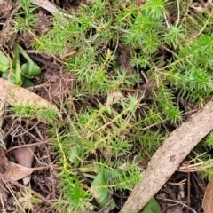 Acrotriche serrulata at Carwoola, NSW - 23 Sep 2023