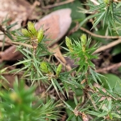 Acrotriche serrulata at Carwoola, NSW - 23 Sep 2023