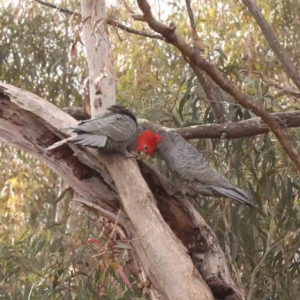 Callocephalon fimbriatum at Acton, ACT - suppressed