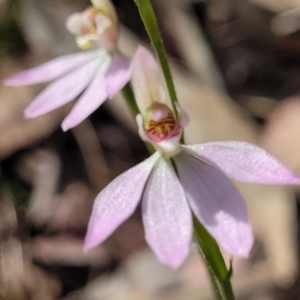 Caladenia carnea at Carwoola, NSW - 23 Sep 2023