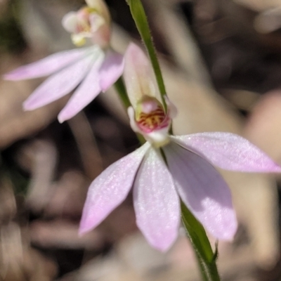 Caladenia carnea (Pink Fingers) at Carwoola, NSW - 23 Sep 2023 by trevorpreston