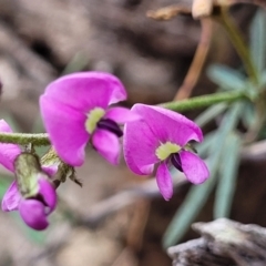 Glycine clandestina (Twining Glycine) at Carwoola, NSW - 23 Sep 2023 by trevorpreston