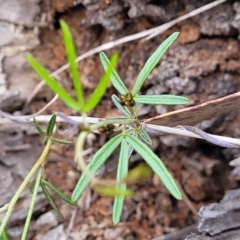 Glycine clandestina at Carwoola, NSW - 23 Sep 2023 02:22 PM