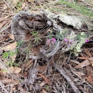 Glycine clandestina at Carwoola, NSW - 23 Sep 2023