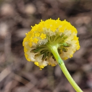 Craspedia variabilis at Carwoola, NSW - suppressed