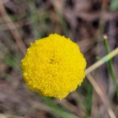 Craspedia variabilis at Carwoola, NSW - suppressed