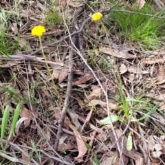 Craspedia variabilis at Carwoola, NSW - 23 Sep 2023