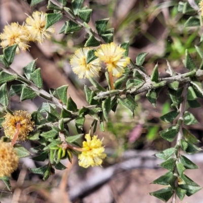 Acacia gunnii (Ploughshare Wattle) at QPRC LGA - 23 Sep 2023 by trevorpreston