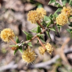 Acacia gunnii at Carwoola, NSW - 23 Sep 2023