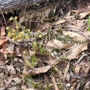 Acacia gunnii at Carwoola, NSW - 23 Sep 2023 02:20 PM