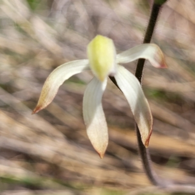 Caladenia ustulata (Brown Caps) at Wanna Wanna Nature Reserve - 23 Sep 2023 by trevorpreston