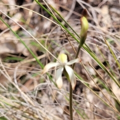 Caladenia ustulata at Carwoola, NSW - 23 Sep 2023