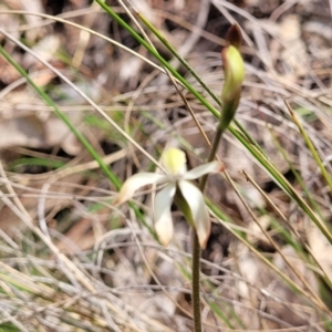 Caladenia ustulata at Carwoola, NSW - 23 Sep 2023