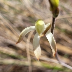 Caladenia ustulata at Carwoola, NSW - 23 Sep 2023