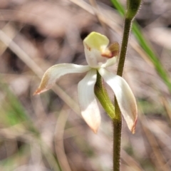 Caladenia ustulata at Carwoola, NSW - 23 Sep 2023