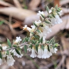 Styphelia fletcheri subsp. brevisepala (Twin Flower Beard-Heath) at Carwoola, NSW - 23 Sep 2023 by trevorpreston