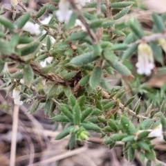 Styphelia fletcheri subsp. brevisepala at Carwoola, NSW - 23 Sep 2023