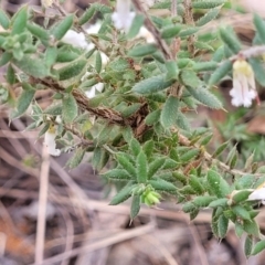 Styphelia fletcheri subsp. brevisepala at Carwoola, NSW - 23 Sep 2023