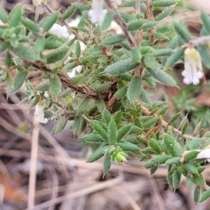 Styphelia fletcheri subsp. brevisepala at Carwoola, NSW - 23 Sep 2023