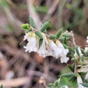 Leucopogon fletcheri subsp. brevisepalus at Carwoola, NSW - 23 Sep 2023