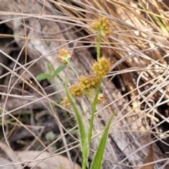 Luzula (genus) (Woodrush) at Carwoola, NSW - 23 Sep 2023 by trevorpreston