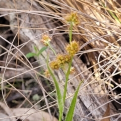 Luzula sp. (Woodrush) at Carwoola, NSW - 23 Sep 2023 by trevorpreston