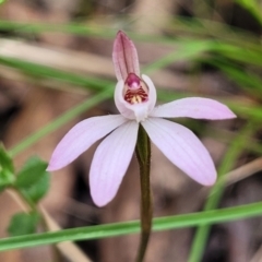 Caladenia fuscata (Dusky Fingers) at Carwoola, NSW - 23 Sep 2023 by trevorpreston