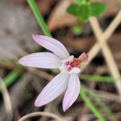 Caladenia fuscata at Carwoola, NSW - 23 Sep 2023