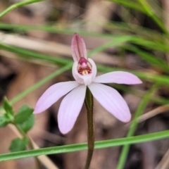 Caladenia fuscata at Carwoola, NSW - 23 Sep 2023