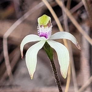 Caladenia ustulata at Carwoola, NSW - 23 Sep 2023