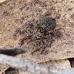 Maratus griseus (Jumping spider) at QPRC LGA - 23 Sep 2023 by trevorpreston